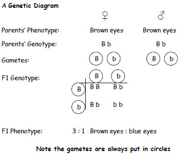 ZNotes | For Students. By Students.